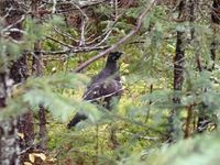 20241007_kanada_olympus (27)