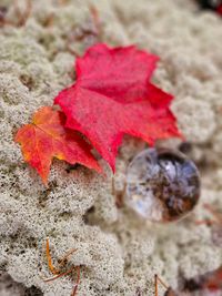 20241011_tadoussac (66)